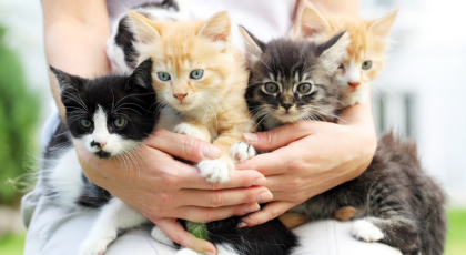Kedi Sahiplenmek İsteyenlerin Bilmesi Gereken 5 Şey 1 Adsiz tasarim j3 1