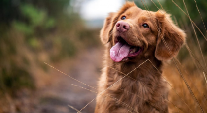 Köpek Sahiplenmek İstiyorsan Bilmen Gereken 6 Şey 5 Köpek sahiplenmek istiyorsan bilmen gerekenler