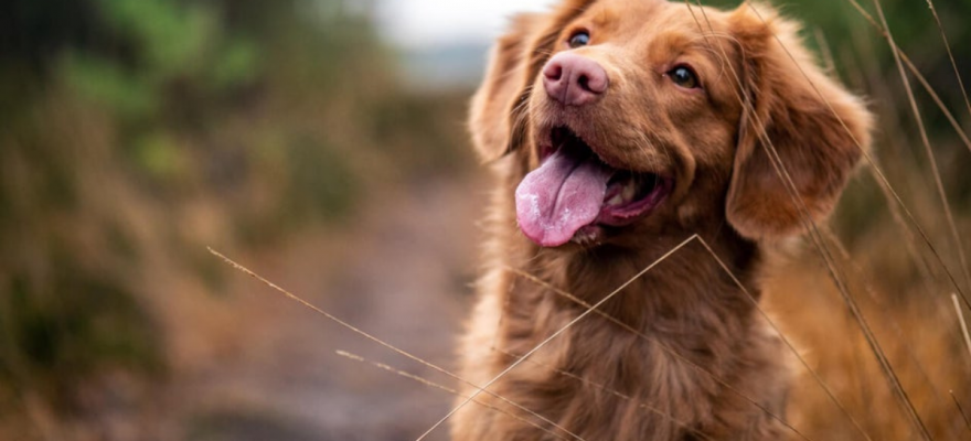Köpek Sahiplenmek İstiyorsan Bilmen Gereken 6 Şey 1 Köpek sahiplenmek istiyorsan bilmen gerekenler